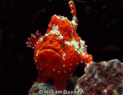 The frogfish that followed me ... off Mabouya Island, Car... by William Goodwin 